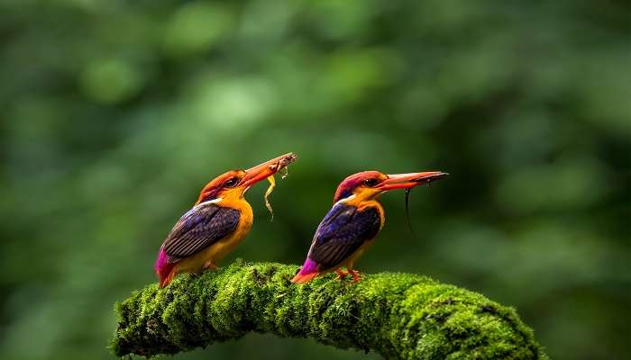 A gorgeous view of birds at Karnala Bird Sanctuary