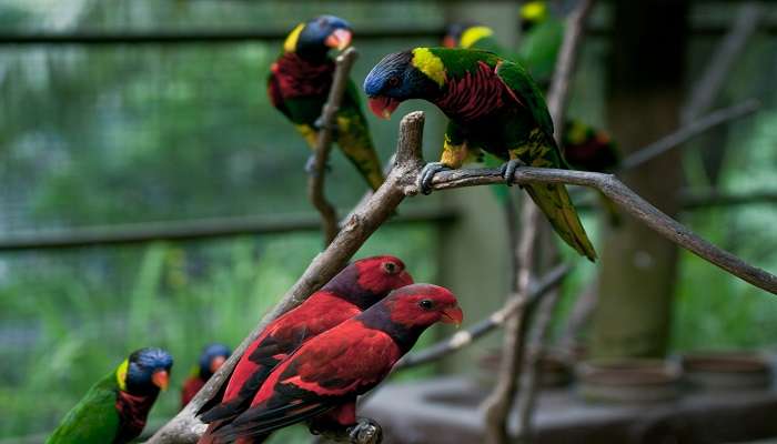 Kuala Lumpur bird Park, C’est l’une des meilleurs endroits à visiter à Kuala Lumpur