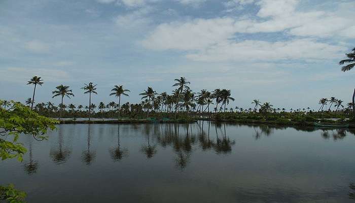 Backwaters in Kumbalangi, one of the places to visit near Kochi in one day
