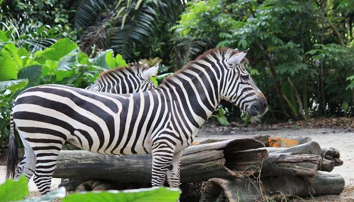Le parc animalier nocturne, C’est l’une des meilleurs attractions touristiques de Singapour