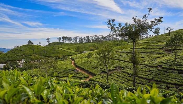 An image showing the Lipton’s Seat located in the Haputale mountain range 