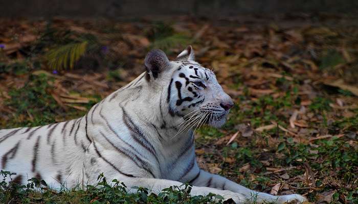  Enjoy wildlife in Lucknow Zoo, one of the best picnic spots in Lucknow