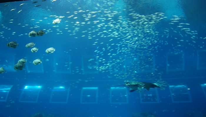 MER- Aquarium, C’est l’une des meilleurs attractions touristiques de Singapour