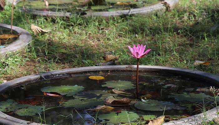  Blooming lotus in Maharashtra Nature Park, one of the offbeat places in Mumbai. 