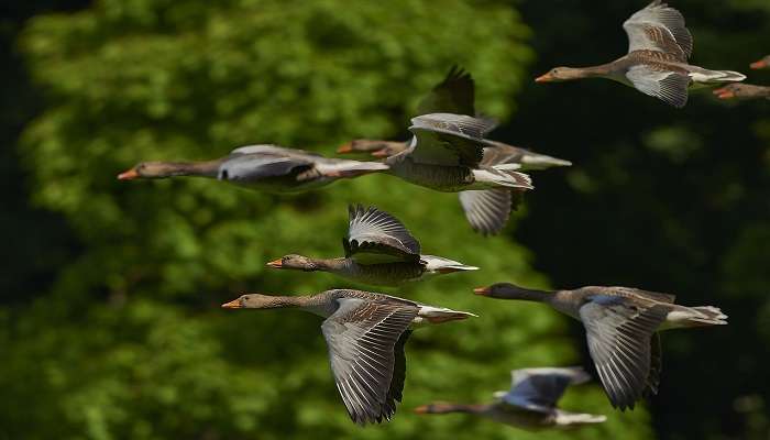 Migratory birds in Mangalavanam Bird Sanctuary