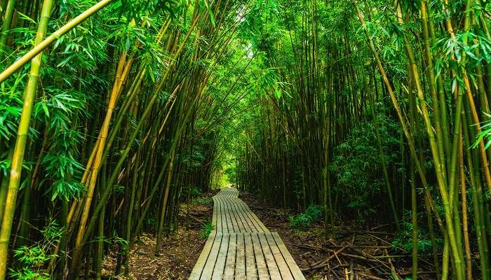 Mawryngkhang atau Jalur Bambu
