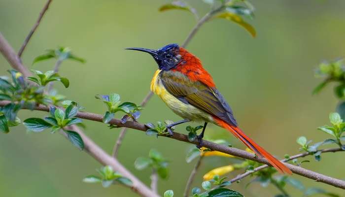 Burung Matahari Ekor Api di Taman Nasional Lembah Neora, salah satu tempat terpencil di Kalimpong