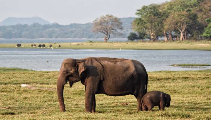 Beautiful view of elephants in the Minneriya National Park