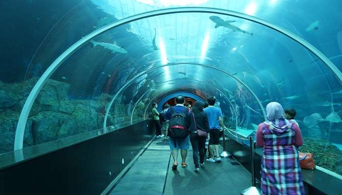 Monde sous marin, C’est l’une des meilleurs attractions touristiques de Singapour