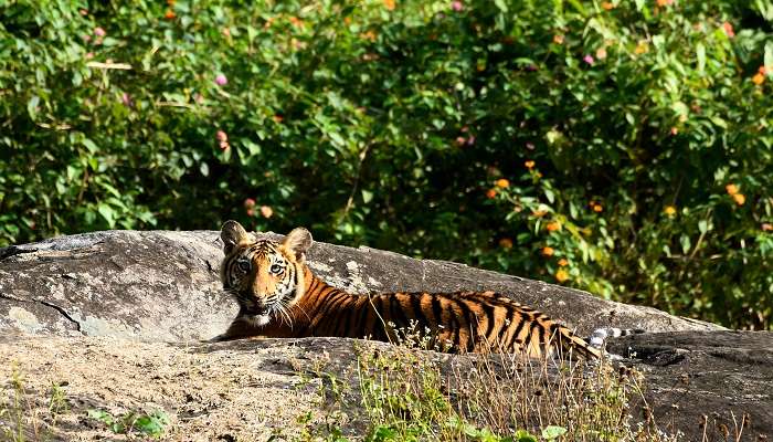 Tiger cub at the Mudumalai National Park
