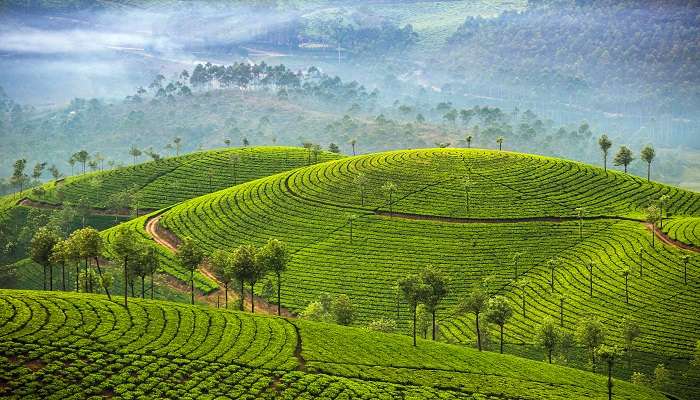 Cool off at Munnar’s tranquil hill station and breathtaking tea fields, peaceful waterfalls, and foggy mountain peaks