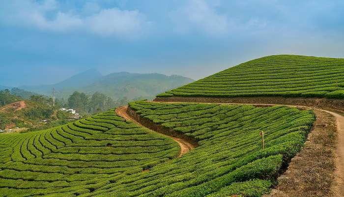 Captivating tea fields in Munnar.