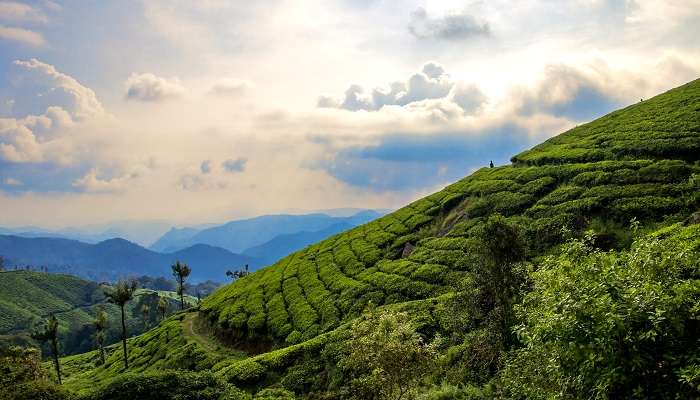 Situated along the Western Ghats, the beautiful hill station of Munnar is known for its rolling hills and mist-covered mountains