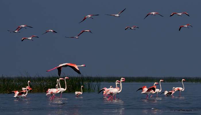 Nalbana Bird Sanctuary is one of the offbeat places near Puri