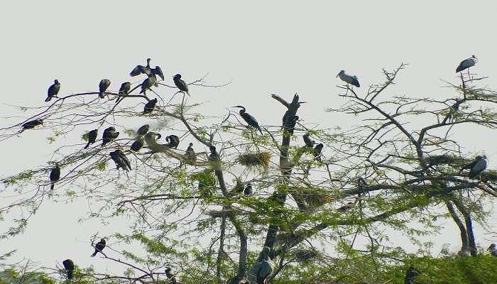 Listen to the delightful melodies of birds at Nawabganj Bird Sanctuary, one of the best picnic spots in Lucknow.
