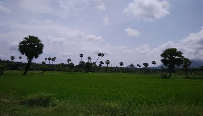 Farm fields in Nenmara, a place to visit in Nelliyampathy