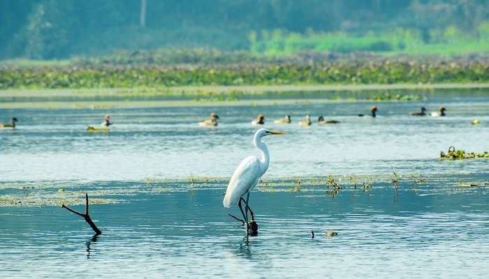 Spread across 88 square km, the Neora Valley National Park is among the best offbeat places near Kalimpong 