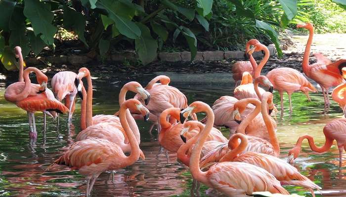 Observation des oiseaux au parc ornithologique de Jurong