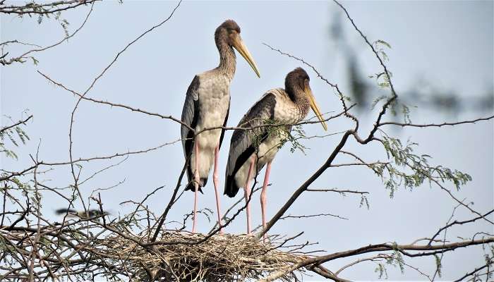 Okhla Bird Sanctuary, a picturesque picnic spot in Noida, is known for its avian diversity.