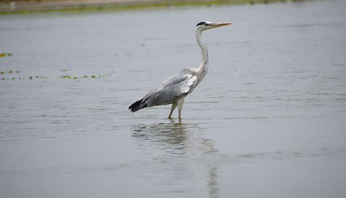 Grey Heron at Ousteri Lake, one of the distinct offbeat places in Pondicherry