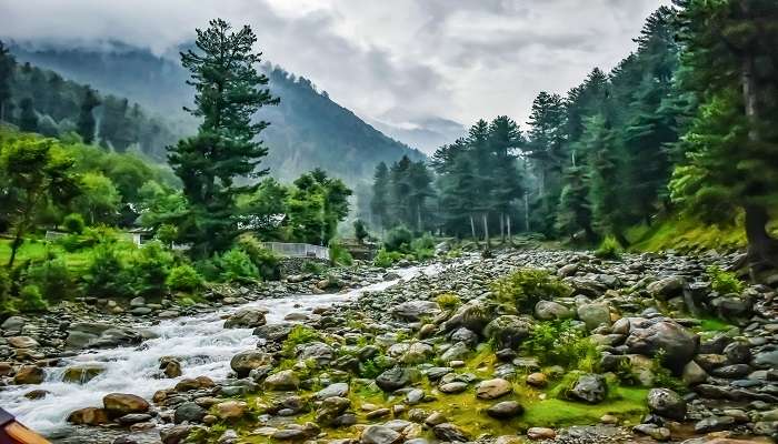 A tranquil riverside campsite surrounded by dense pine forests in Pahalgam.