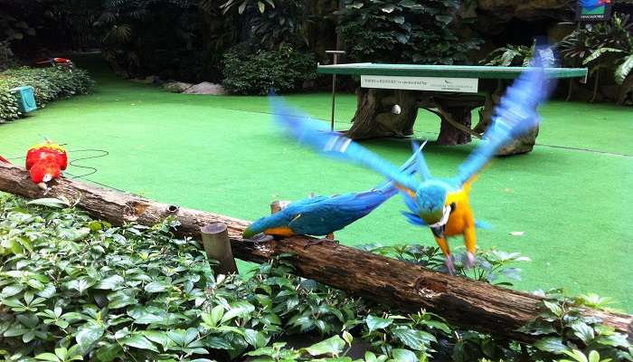 Parc ornithologique de Jurong, C’est l’une des meilleurs attractions touristiques de Singapour