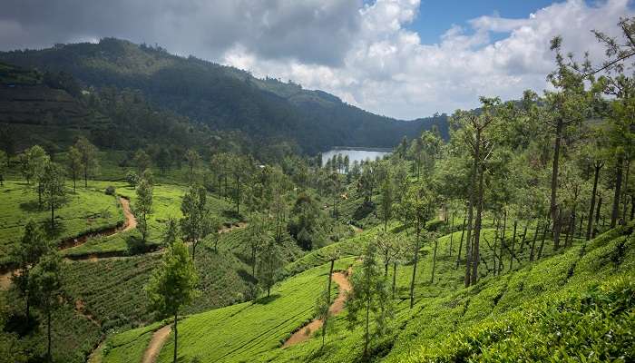 A gorgeous view of tea plantations in Nuwara Eliya
