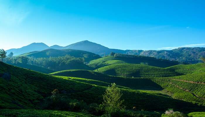 The scenic view of green hills in Munnar.