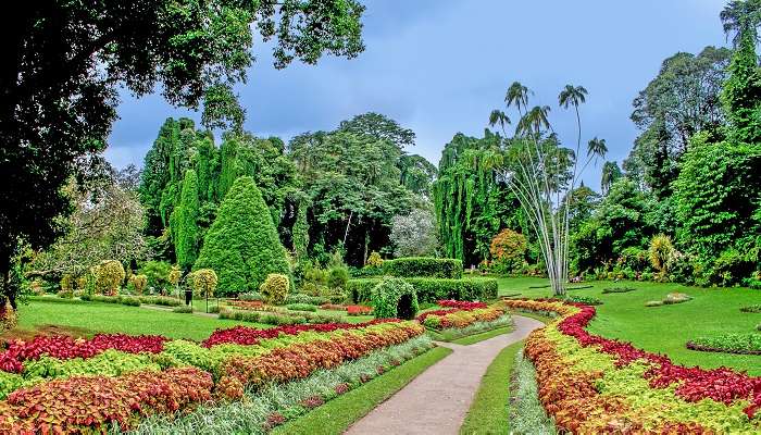 Peradeniya Botanical Gardens Sri Lanka one of the megnifient garden in Sri Lanka 