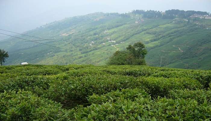 Lahan luas yang dipenuhi tanaman teh di Kebun Teh Peshok