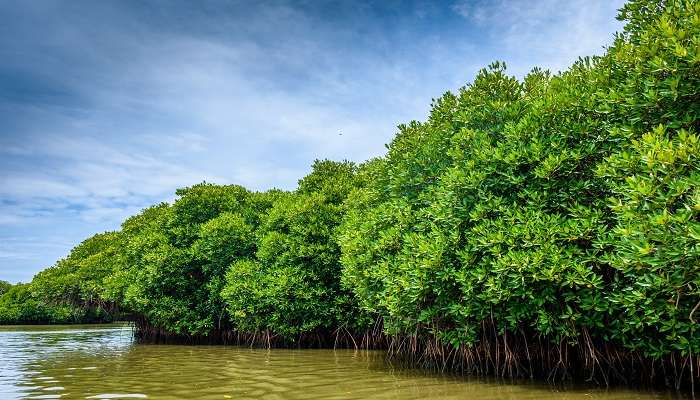 Lush green picturesque Pichavaram Mangrove Forests is one of the offbeat places in Pondicherry
