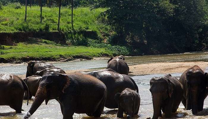 An image showing the elephants at the orphanage bathing in a river