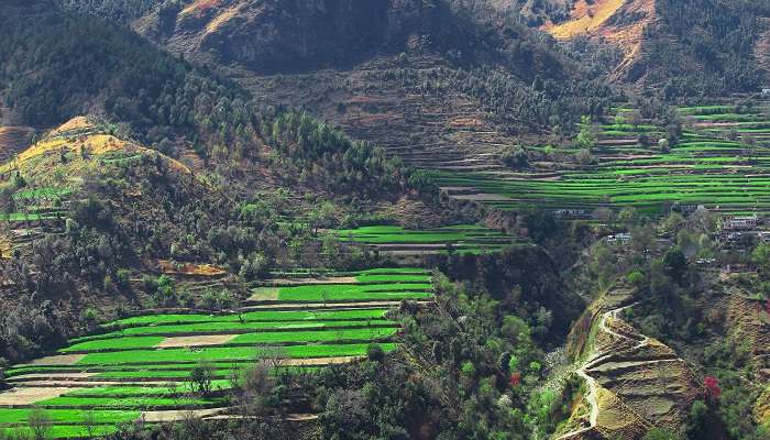 Scenic step farming near a village en route on a Delhi to Chakrata road trip ideal for a memorable vacation experience.