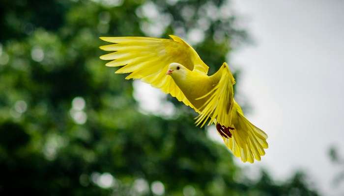 Nisargadhama Bird Park