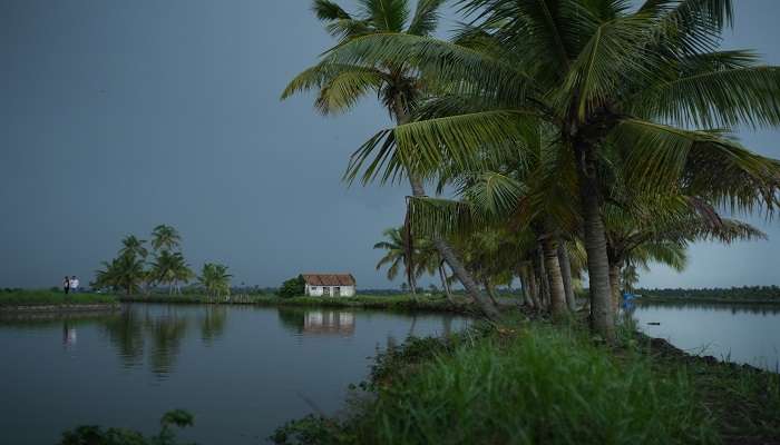 Valiyaparamba Backwaters covered with Palm Trees