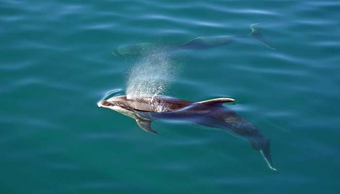 Programme d'interaction avec Dolphin Island, C’est l’une des meilleurs attractions touristiques de Singapour