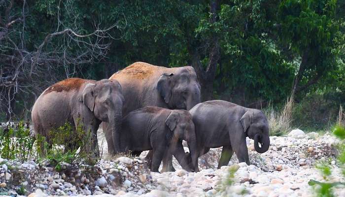 Sight wildlife at Rajaji National Park, a favourite among offbeat places in Rishikesh.