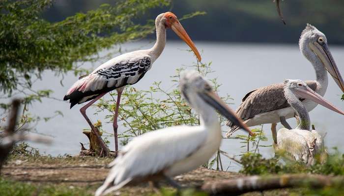A painted stork rests on a rock and offers nature lovers the perfect moment for a photo 