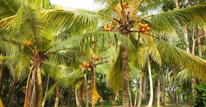 Coconut Cultural Park Invites You To Rejuvenate Yourself