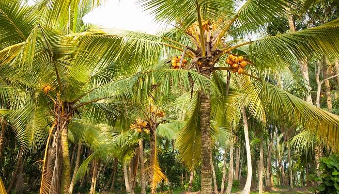 Coconut Cultural Park