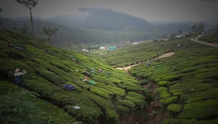 A view of a vast spread tea plantation in Munnar.