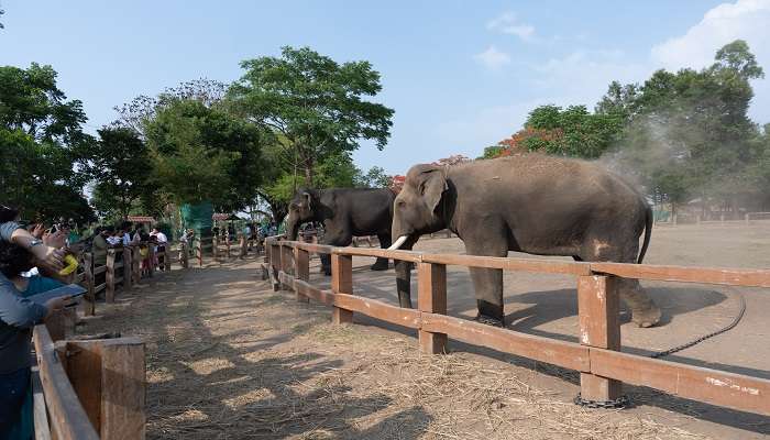 Dubare Elephant Camp, a place to visit during the Coorg to Ooty Road Trip