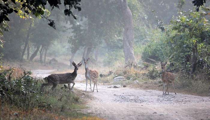 Deers spotted in the Corbet falls 