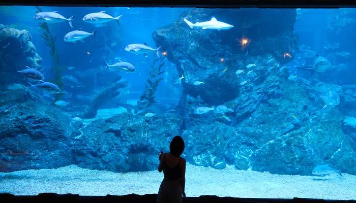 Explore underwater wonders at SEA Life Bangkok Ocean World, must visit place near Assumption Cathedral.