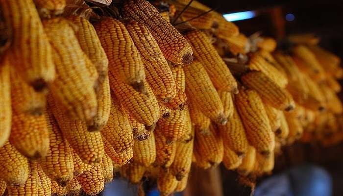A bunch of corn hanging, one of the offbeat places in Mussoorie