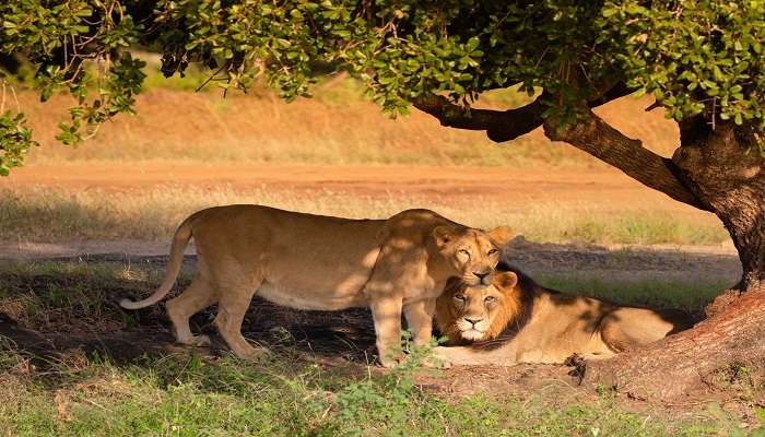 A thrilling view of lion Safari during Gujarat road trip from Mumbai