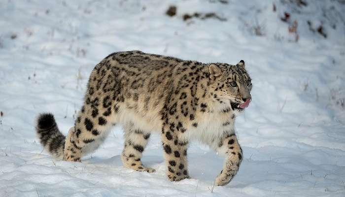 You can spot wildlife such as the snow leopard near Vasuki Tal
