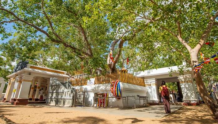 View of the oldest living tree in bodhi temples in anuradhapura