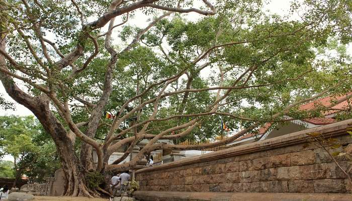 Sri Maha Bodhi tree 