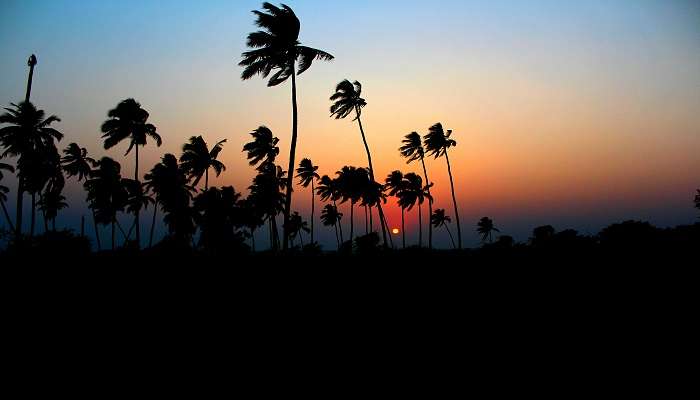 Silhouette of St Mary’s Island’s palm trees during sunset